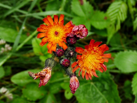 {Hieracium aurantiacum}